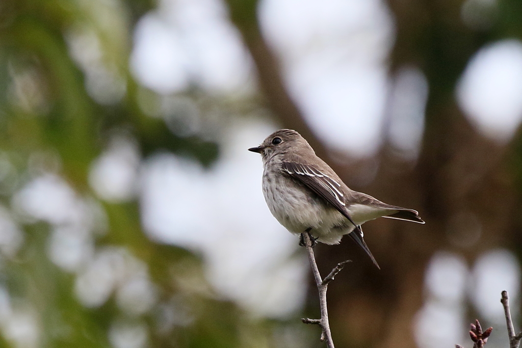 エゾビタキさん
