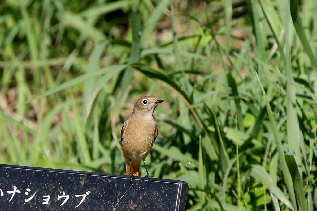 jyobikoさん