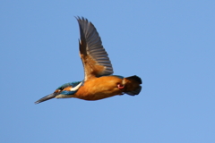 青空カワセミ君２