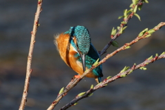 エメラルドグリーン