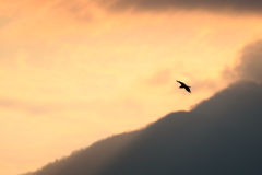 夕焼けミサゴさん２