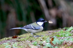 シジュウカラさん