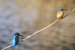 今日も仲良し２