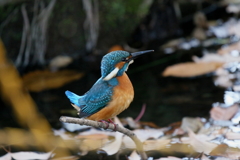 しっぽをあげて