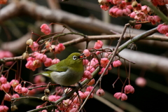 マユミとメジロさん
