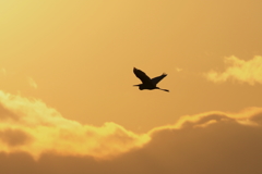 夕焼けダイちゃん