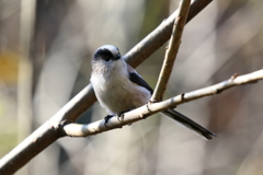 かわいいエナガさん