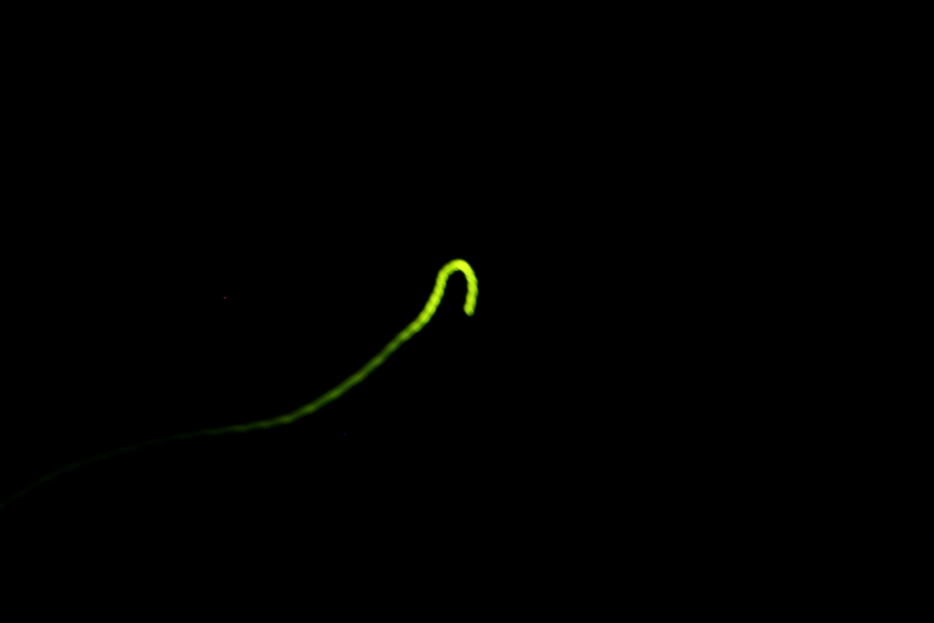 ホホほたるこい