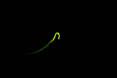 ホホほたるこい