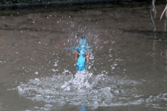 水浴び５