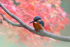 植木の隙間から