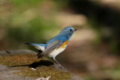 飛び込み準備