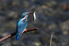 カワセミ君２ あゆで～す