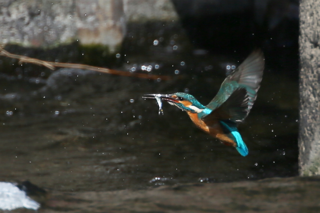 やっとの尾頭付き