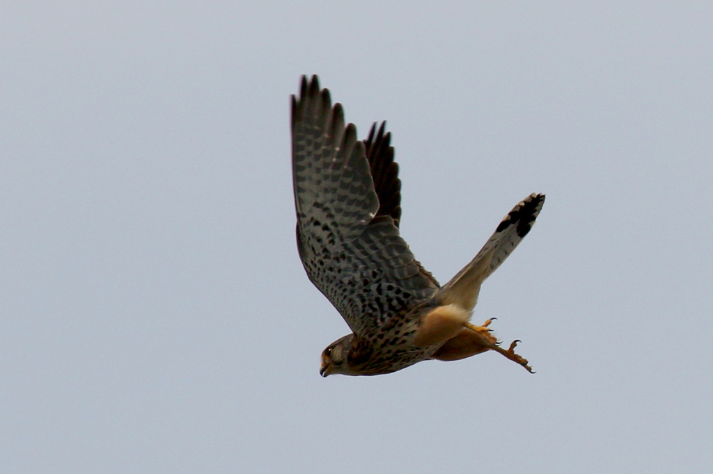 とおちゃん狩りに行く３