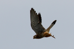 とおちゃん狩りに行く３