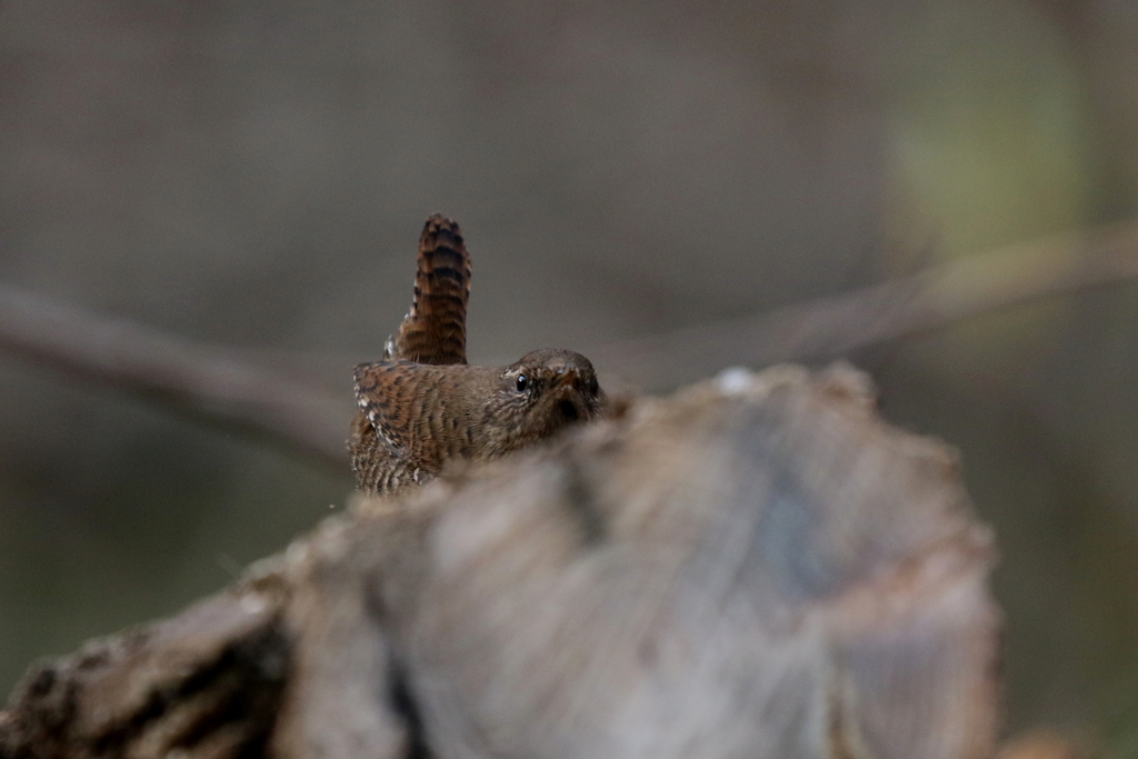 ミソサザイさん２