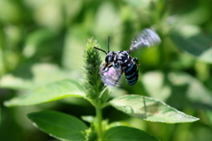 幸せを呼ぶ青い蜂