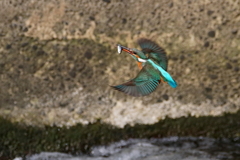 カワセミ母６