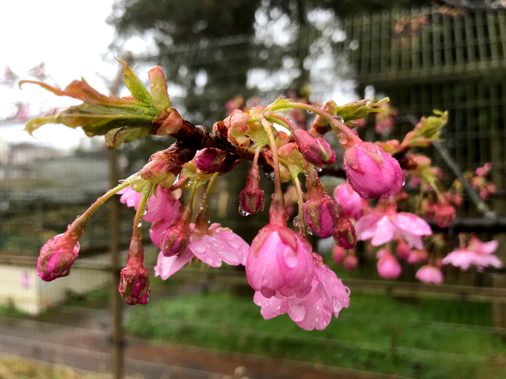 河津桜