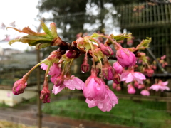 河津桜