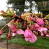 河津桜