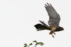 チョウゲンボウ２