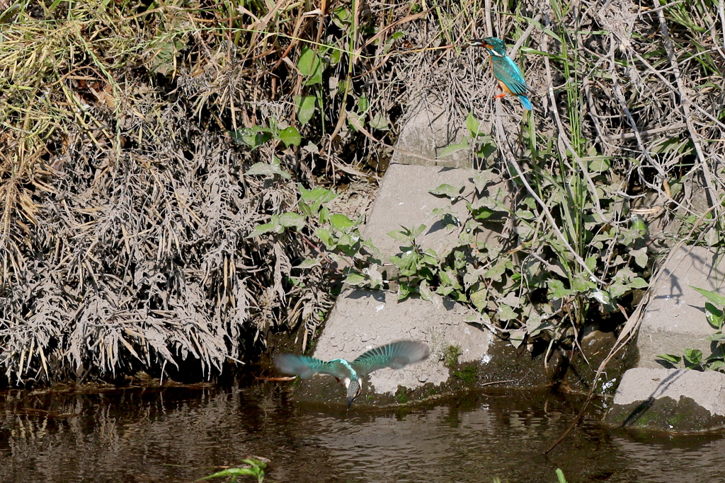 チビカワ 飛び込み練習２