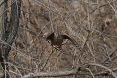 オオタカ若