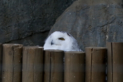 シマフクロウさん