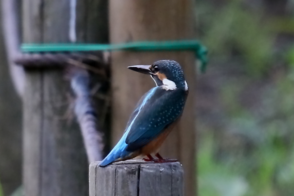 チビカワ背中３