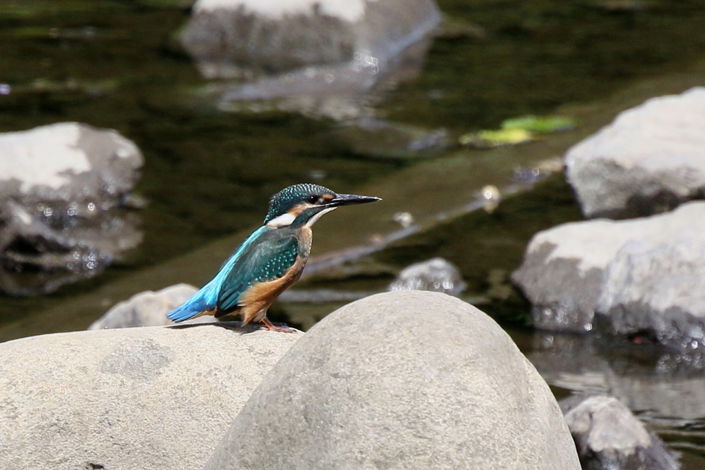やっと会えましたね