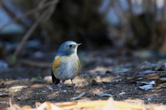 ルリビタキさん
