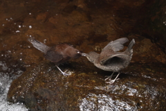 カワガラス給餌２