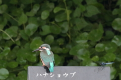 見ないふり