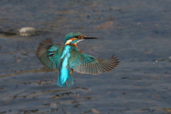 今日のカワ君２