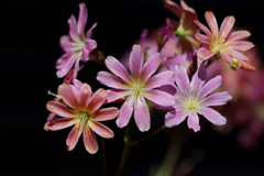 春の花１　ウｲシア
