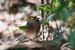 シメさん