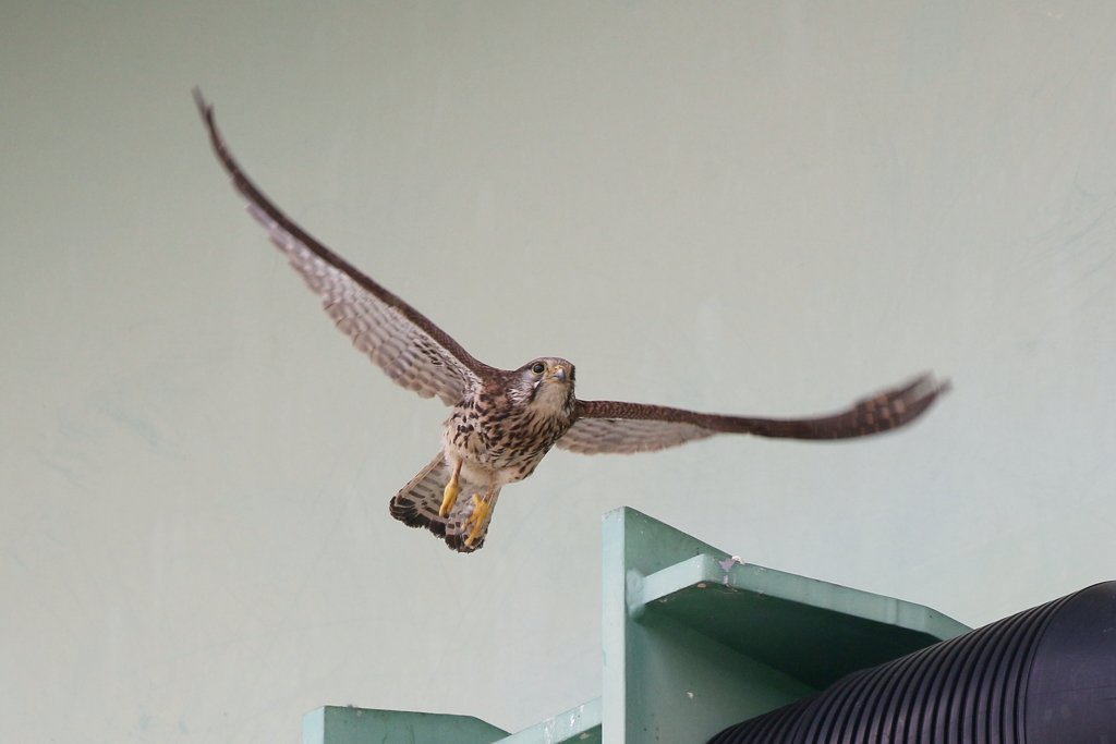 チョウゲンママ４