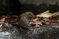 シロハラさん