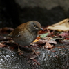 シロハラさん