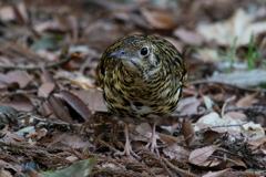 今日のトラさん２