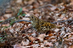 トラツグミさん