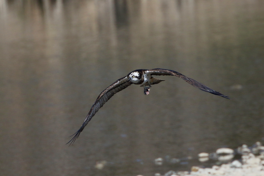 ミサゴとおちゃん６