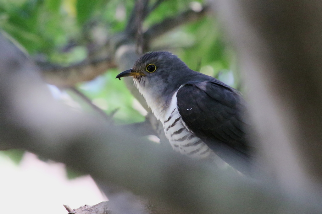 初鳥 初鳥 初撮り