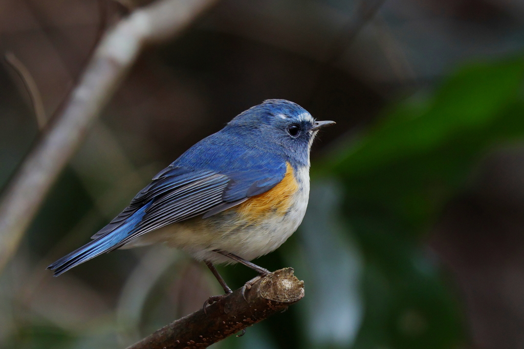 ルリビタキ君２