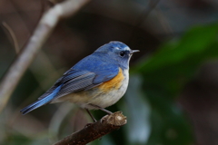 ルリビタキ君２