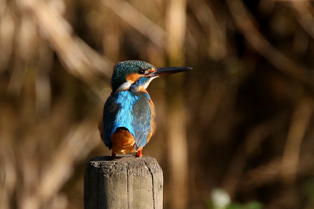 しっぽぴ～～ん