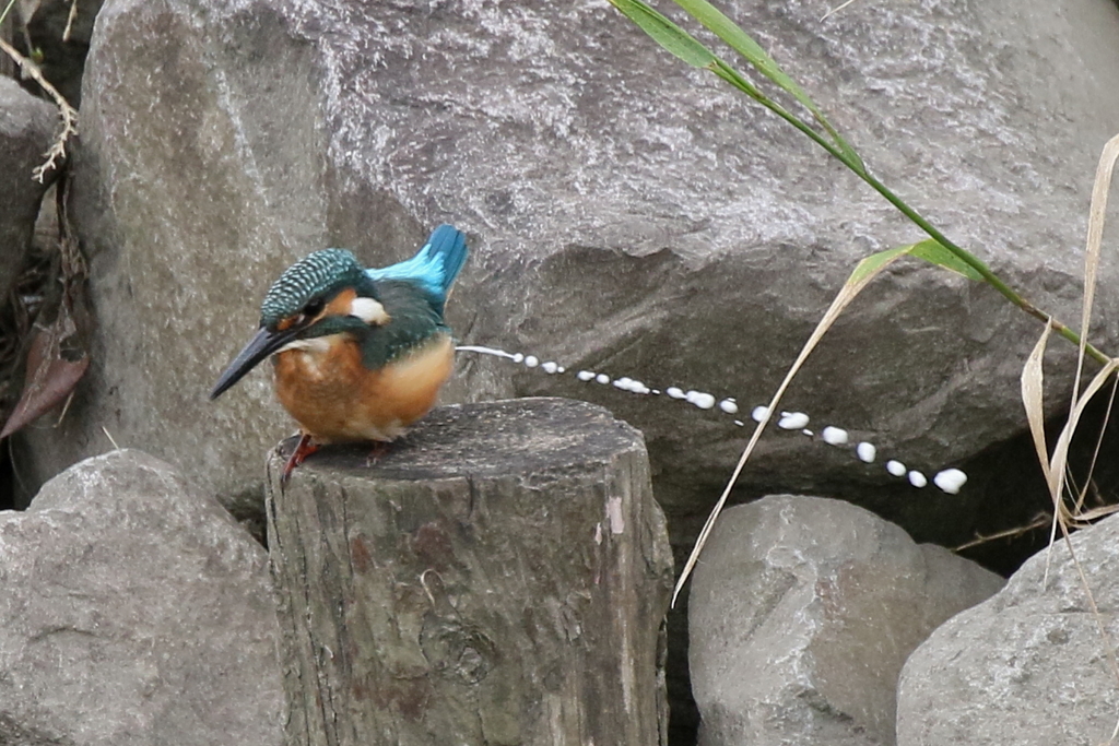 チビカワ・・・・・