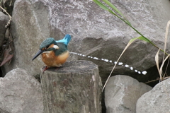 チビカワ・・・・・